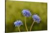 Blue pincushion, Tasmania, Australia-Dave Watts-Stretched Canvas