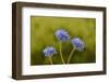 Blue pincushion, Tasmania, Australia-Dave Watts-Framed Photographic Print