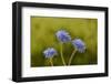 Blue pincushion, Tasmania, Australia-Dave Watts-Framed Photographic Print