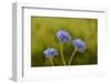 Blue pincushion, Tasmania, Australia-Dave Watts-Framed Photographic Print