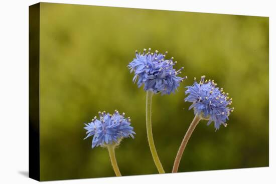 Blue pincushion, Tasmania, Australia-Dave Watts-Stretched Canvas