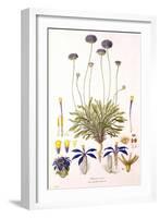 Blue Pincushion-Ferdinand Bauer-Framed Giclee Print