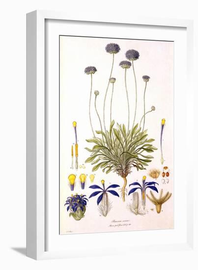 Blue Pincushion-Ferdinand Bauer-Framed Giclee Print