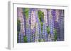 Blue Pink Lupine Field-Cora Niele-Framed Photographic Print