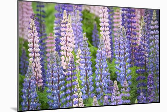 Blue Pink Lupine Field-Cora Niele-Mounted Photographic Print