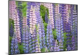 Blue Pink Lupine Field-Cora Niele-Mounted Photographic Print