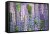 Blue Pink Lupine Field-Cora Niele-Framed Stretched Canvas