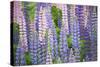 Blue Pink Lupine Field-Cora Niele-Stretched Canvas