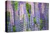 Blue Pink Lupine Field-Cora Niele-Stretched Canvas