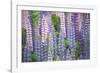 Blue Pink Lupine Field-Cora Niele-Framed Photographic Print