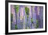 Blue Pink Lupine Field-Cora Niele-Framed Photographic Print