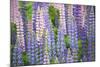 Blue Pink Lupine Field-Cora Niele-Mounted Photographic Print