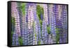 Blue Pink Lupine Field-Cora Niele-Framed Stretched Canvas