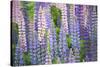 Blue Pink Lupine Field-Cora Niele-Stretched Canvas