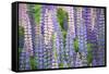 Blue Pink Lupine Field-Cora Niele-Framed Stretched Canvas