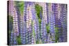 Blue Pink Lupine Field-Cora Niele-Stretched Canvas