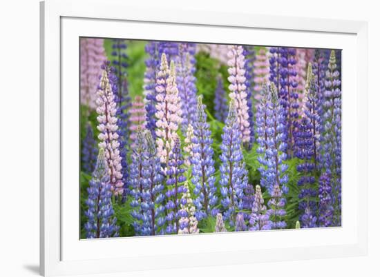 Blue Pink Lupine Field-Cora Niele-Framed Photographic Print