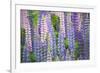 Blue Pink Lupine Field-Cora Niele-Framed Photographic Print