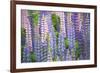 Blue Pink Lupine Field-Cora Niele-Framed Photographic Print
