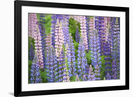 Blue Pink Lupine Field-Cora Niele-Framed Photographic Print