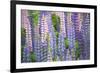 Blue Pink Lupine Field-Cora Niele-Framed Photographic Print