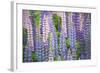 Blue Pink Lupine Field-Cora Niele-Framed Photographic Print
