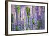 Blue Pink Lupine Field-Cora Niele-Framed Photographic Print