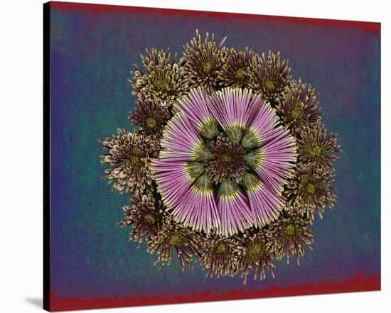 Blue pink red Chrysantheum Mandala-null-Stretched Canvas