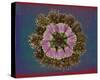 Blue pink red Chrysantheum Mandala-null-Stretched Canvas