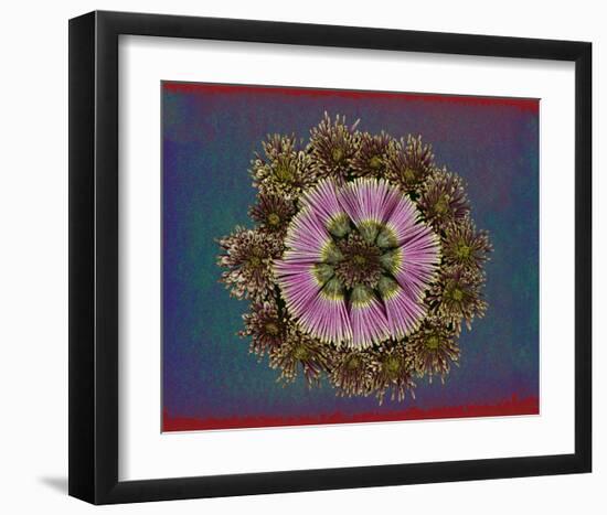 Blue pink red Chrysantheum Mandala-null-Framed Art Print