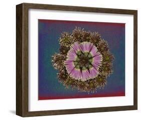 Blue pink red Chrysantheum Mandala-null-Framed Art Print