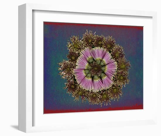 Blue pink red Chrysantheum Mandala-null-Framed Art Print