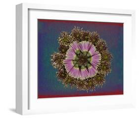 Blue pink red Chrysantheum Mandala-null-Framed Art Print