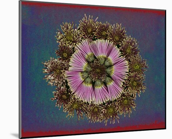 Blue pink red Chrysantheum Mandala-null-Mounted Art Print