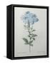 Blue Plumbago or Leadwart-Pierre-Joseph Redoute-Framed Stretched Canvas