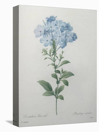 Blue Plumbago or Leadwart-Pierre-Joseph Redoute-Stretched Canvas