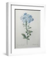 Blue Plumbago or Leadwart-Pierre-Joseph Redoute-Framed Art Print