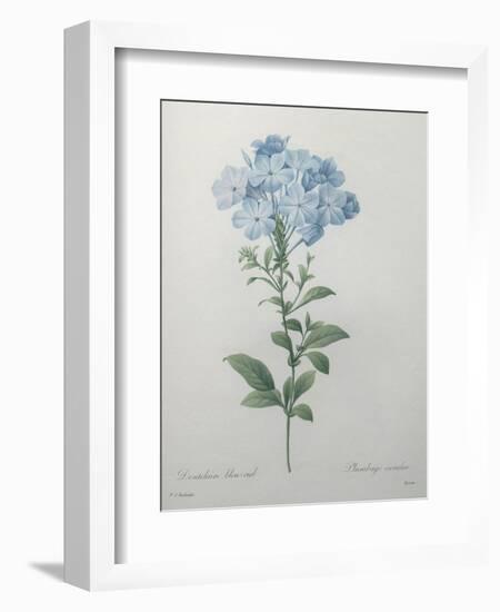 Blue Plumbago or Leadwart-Pierre-Joseph Redoute-Framed Art Print