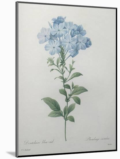 Blue Plumbago or Leadwart-Pierre-Joseph Redoute-Mounted Art Print