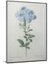 Blue Plumbago or Leadwart-Pierre-Joseph Redoute-Mounted Art Print