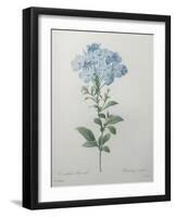 Blue Plumbago or Leadwart-Pierre-Joseph Redoute-Framed Art Print