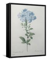 Blue Plumbago or Leadwart-Pierre-Joseph Redoute-Framed Stretched Canvas