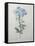 Blue Plumbago or Leadwart-Pierre-Joseph Redoute-Framed Stretched Canvas