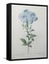 Blue Plumbago or Leadwart-Pierre-Joseph Redoute-Framed Stretched Canvas