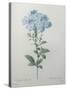 Blue Plumbago or Leadwart-Pierre-Joseph Redoute-Stretched Canvas