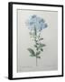 Blue Plumbago or Leadwart-Pierre-Joseph Redoute-Framed Art Print