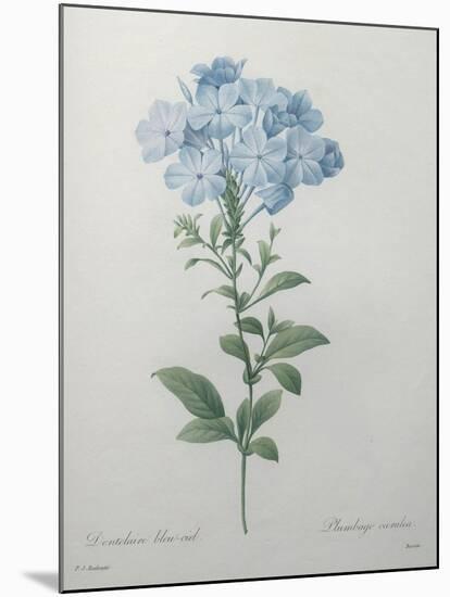 Blue Plumbago or Leadwart-Pierre-Joseph Redoute-Mounted Art Print