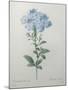 Blue Plumbago or Leadwart-Pierre-Joseph Redoute-Mounted Art Print