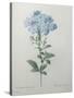 Blue Plumbago or Leadwart-Pierre-Joseph Redoute-Stretched Canvas