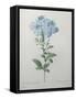 Blue Plumbago or Leadwart-Pierre-Joseph Redoute-Framed Stretched Canvas